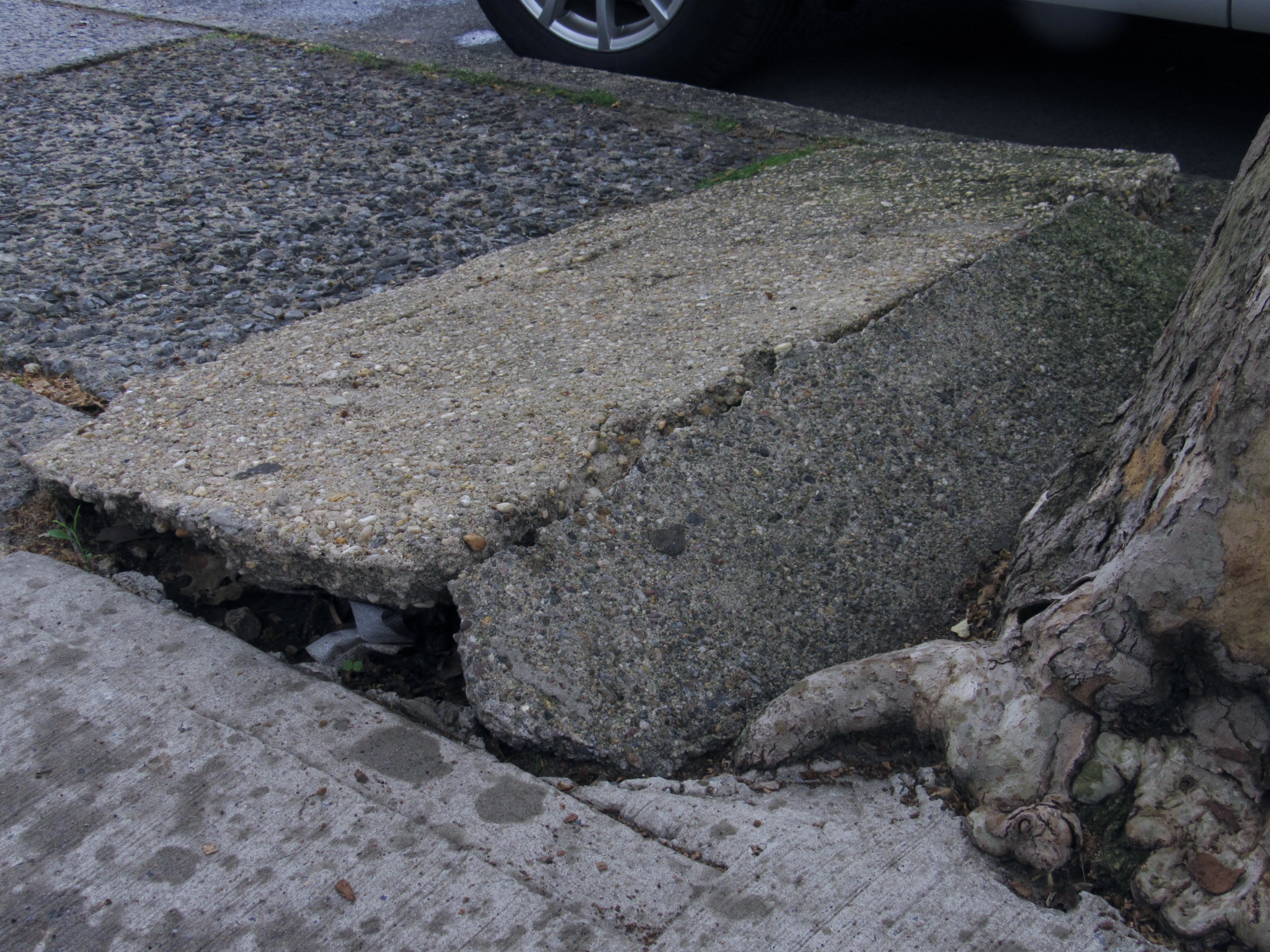 Tree roots unearth a sidewalk tile.