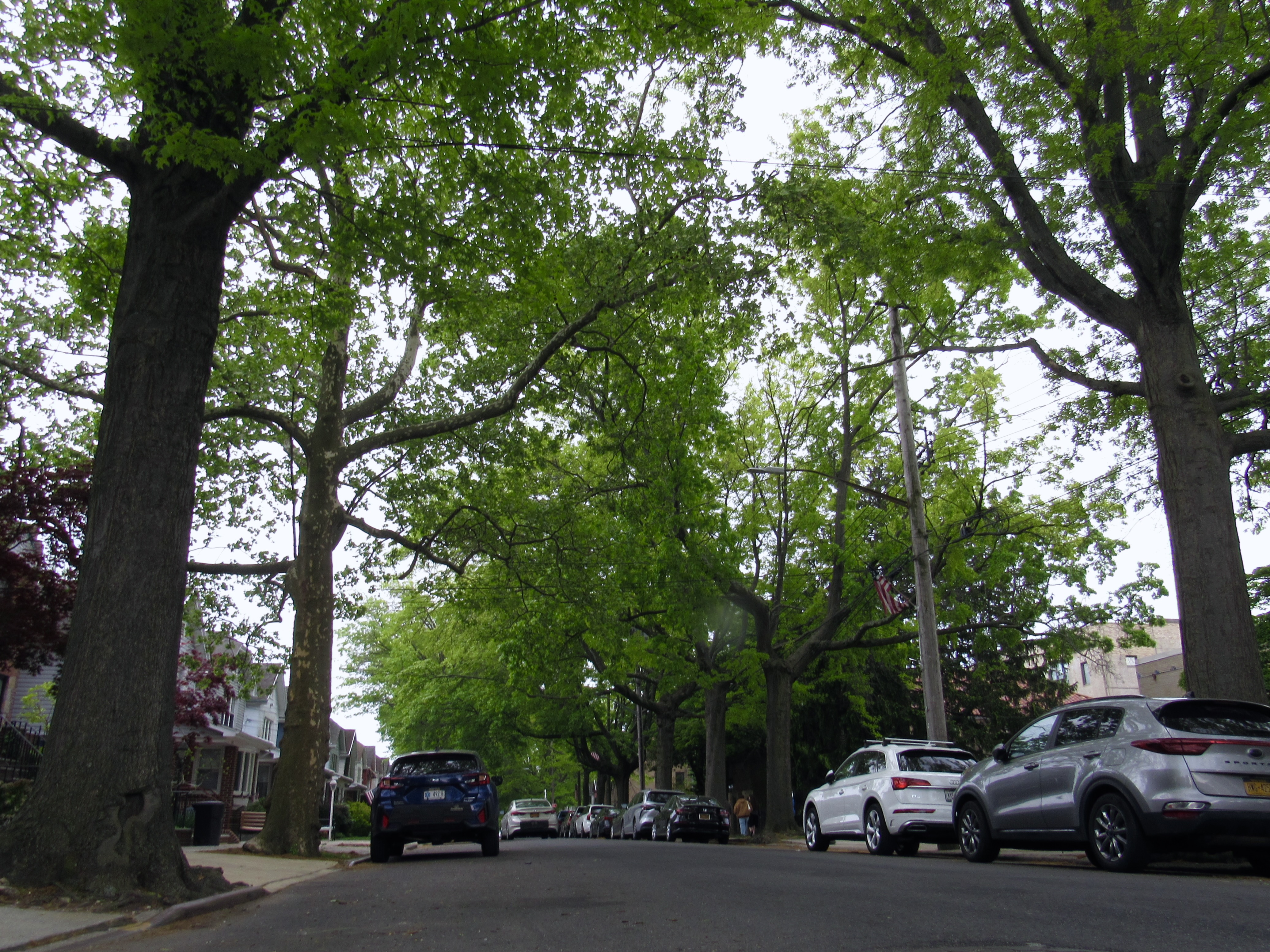 Trees line a suburban street.