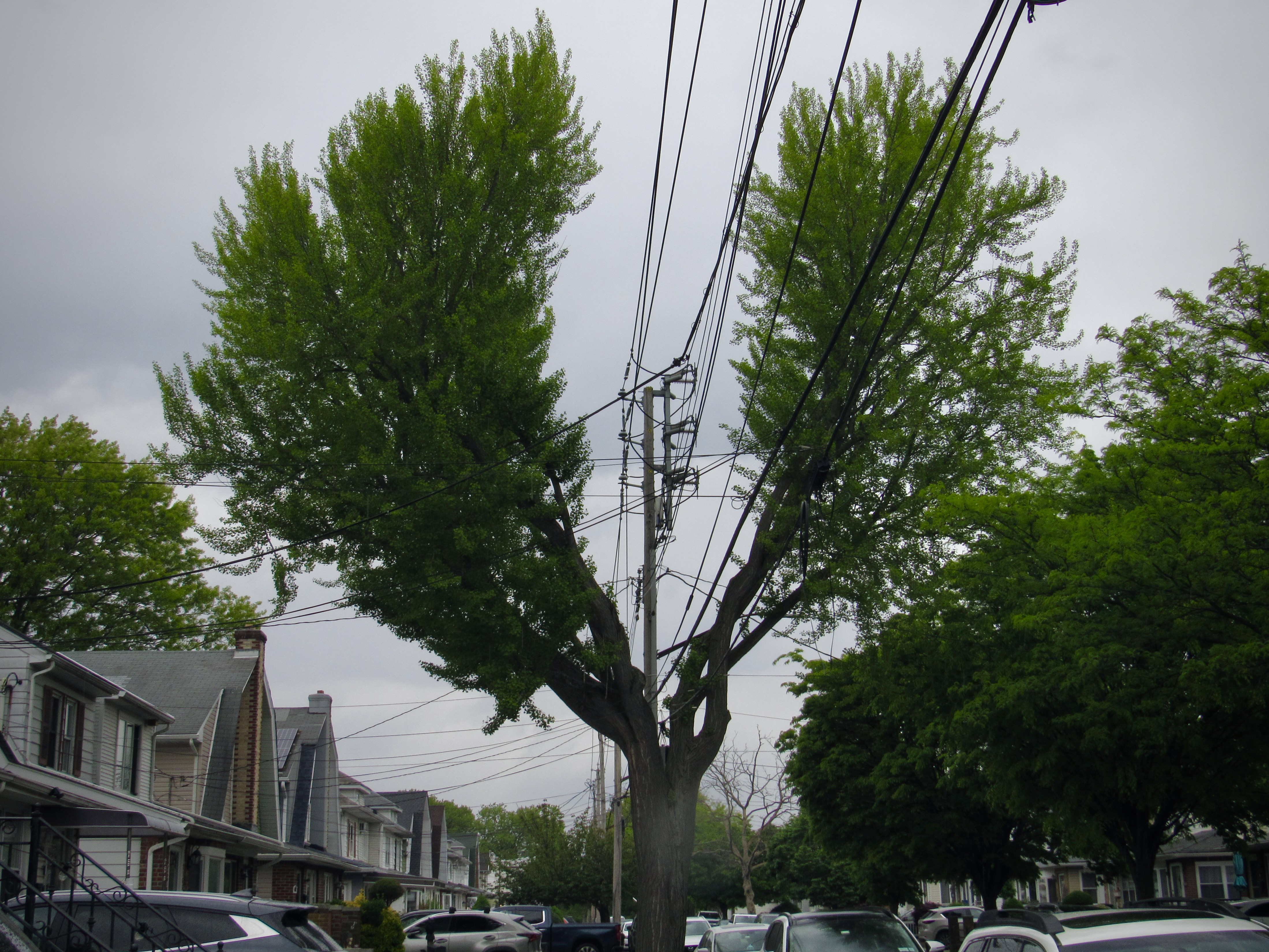 Wires cut through a large tree.