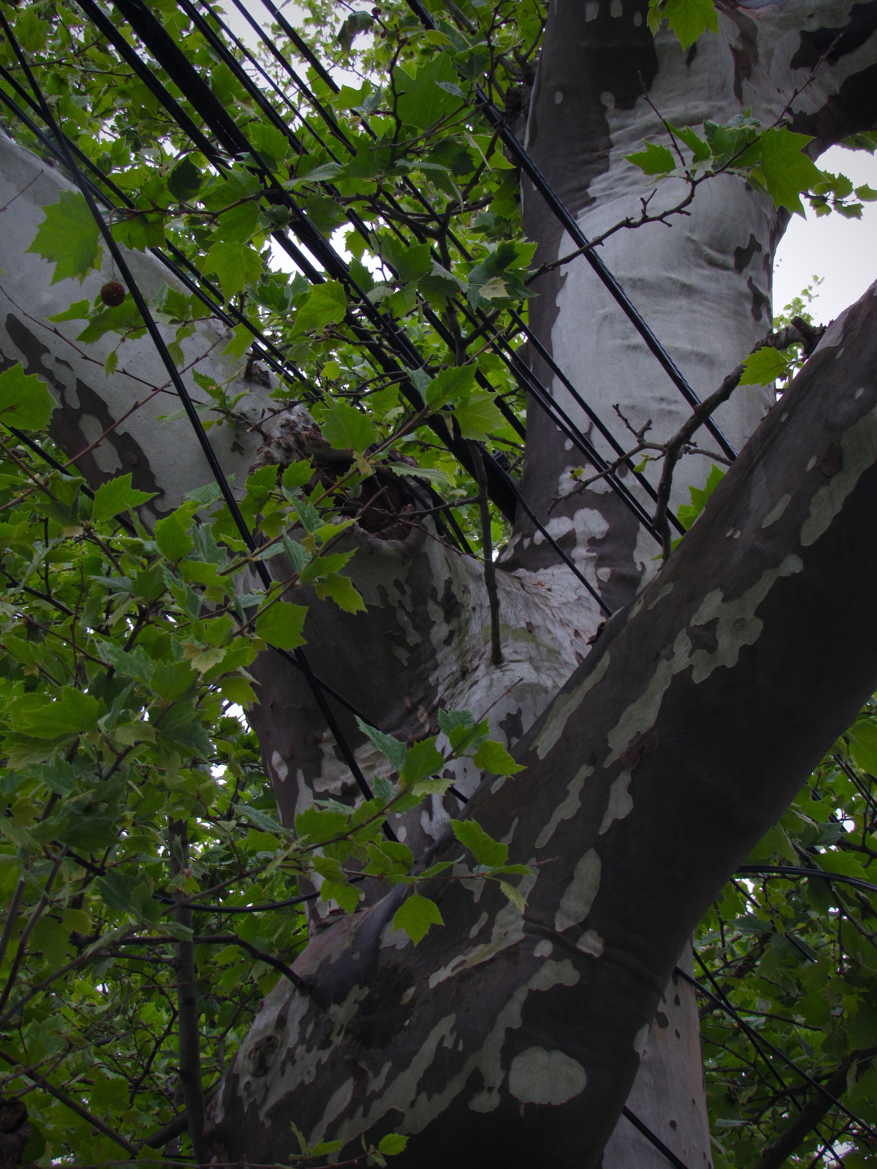 Utility wires pass through the branches of a tree. Some appear to be caught in the branches.